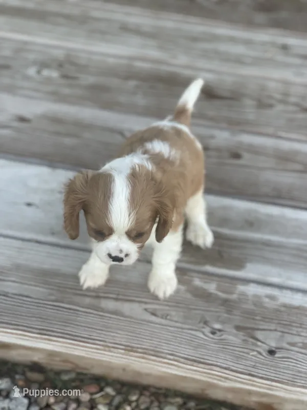 Puppy #31 – Cavalier King Charles Spaniel puppy for sale in Neodesha, KS