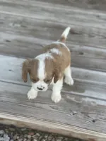 Puppy #31, a male Cavalier King Charles Spaniel for sale in Neodesha, KS – 1 of 6