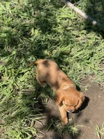 Puppy #22, a male Cavalier King Charles Spaniel for sale in Neodesha, KS – 2 of 5