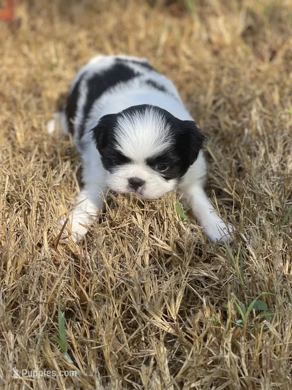 Puppy #42 – Japanese Chin puppy for sale in Neodesha, KS