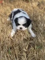 Puppy #42, a male Japanese Chin for sale in Neodesha, KS – 1 of 6