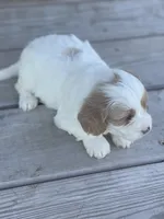 Puppy #26, a male Cavapoo for sale in Neodesha, KS – 2 of 5