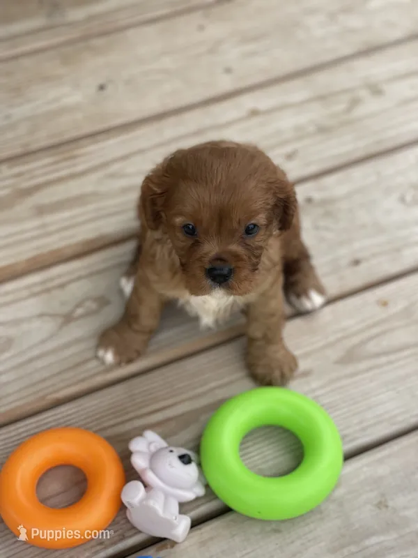 Puppy #20 – Cavalier King Charles Spaniel puppy for sale in Neodesha, KS