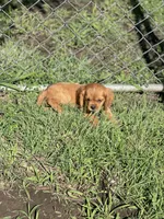 Puppy #22, a male Cavalier King Charles Spaniel for sale in Neodesha, KS – 5 of 5