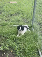 Puppy #8, a male Japanese Chin for sale in Neodesha, KS – 2 of 4