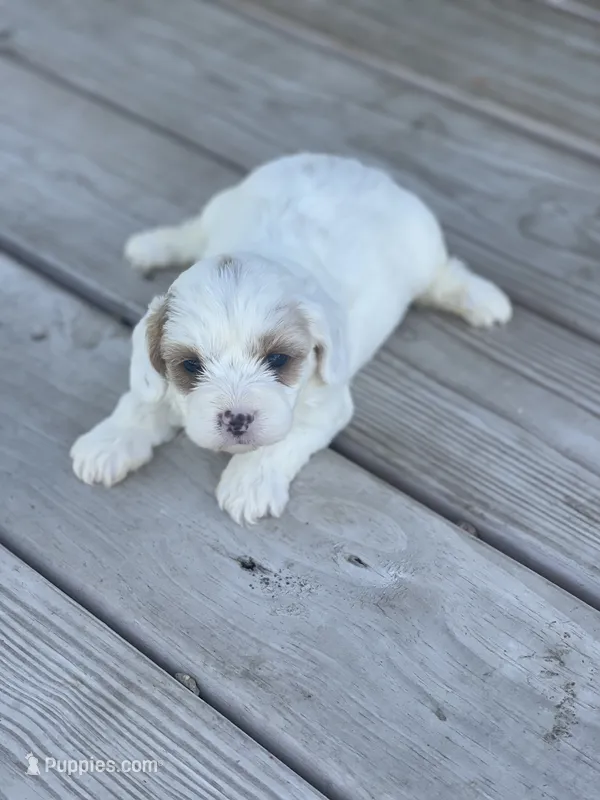 Puppy #27 – Cavapoo puppy for sale in Neodesha, KS