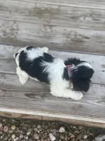 Puppy #34, a male Cavalier King Charles Spaniel for sale in Neodesha, KS – 5 of 5