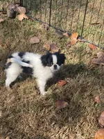 Puppy #36, a male Japanese Chin for sale in Neodesha, KS – 4 of 6