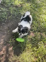Puppy #10, a male Japanese Chin for sale in Neodesha, KS – 4 of 5