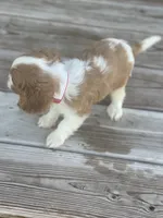 Puppy #31, a male Cavalier King Charles Spaniel for sale in Neodesha, KS – 5 of 6