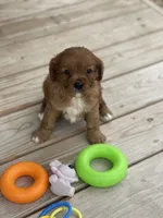 Puppy #20, a male Cavalier King Charles Spaniel for sale in Neodesha, KS – 2 of 5