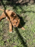 Puppy #20, a male Cavalier King Charles Spaniel for sale in Neodesha, KS – 5 of 5