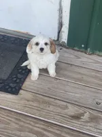 Puppy #25, a male Cavapoo for sale in Neodesha, KS – 5 of 6