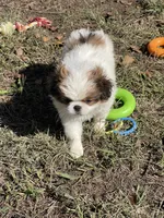 Puppy #41, a male Japanese Chin for sale in Neodesha, KS – 2 of 6