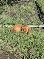 Puppy #22, a male Cavalier King Charles Spaniel for sale in Neodesha, KS – 3 of 5