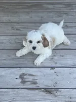 Puppy #25, a male Cavapoo for sale in Neodesha, KS – 6 of 6
