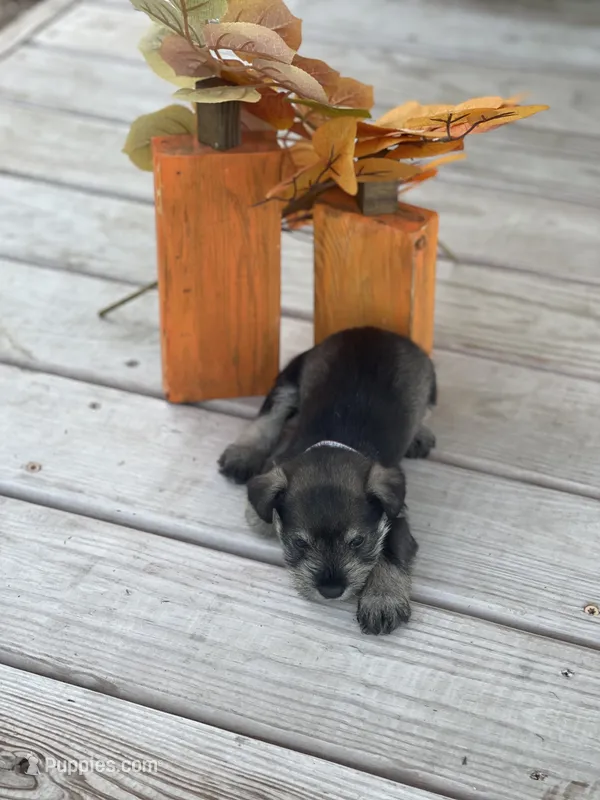 Puppy 46 – Miniature Schnauzer puppy for sale in Neodesha, KS