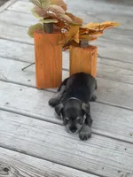 Puppy 46, a male Miniature Schnauzer for sale in Neodesha, KS – 1 of 5