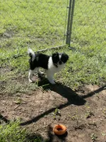 Puppy #11, a male Japanese Chin for sale in Neodesha, KS – 1 of 5
