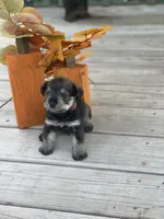 Puppy 46, a male Miniature Schnauzer for sale in Neodesha, KS – 3 of 5