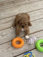 Puppy #21, a male Cavalier King Charles Spaniel for sale in Neodesha, KS – 3 of 5