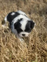 Puppy #43, a female Japanese Chin for sale in Neodesha, KS – 2 of 6