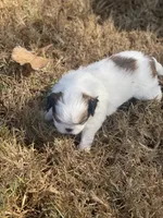 Puppy #41, a male Japanese Chin for sale in Neodesha, KS – 3 of 5