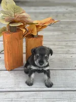 Puppy 46, a male Miniature Schnauzer for sale in Neodesha, KS – 4 of 5