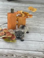 Puppy #45, a male Miniature Schnauzer for sale in Neodesha, KS – 5 of 5