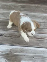 Puppy #31, a male Cavalier King Charles Spaniel for sale in Neodesha, KS – 3 of 6
