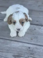 Puppy #26, a male Cavapoo for sale in Neodesha, KS – 5 of 5