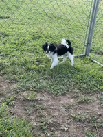 Puppy #11, a male Japanese Chin for sale in Neodesha, KS – 2 of 6