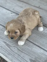 Puppy #28, a female Cavapoo for sale in Neodesha, KS – 4 of 5