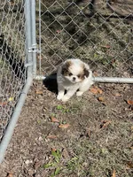 Puppy #41, a male Japanese Chin for sale in Neodesha, KS – 1 of 6