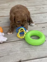 Puppy #23, a male Cavalier King Charles Spaniel for sale in Neodesha, KS – 5 of 5