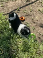 Puppy #11, a male Japanese Chin for sale in Neodesha, KS – 3 of 5