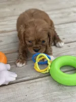 Puppy #23, a male Cavalier King Charles Spaniel for sale in Neodesha, KS – 4 of 5