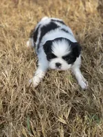 Puppy #42, a male Japanese Chin for sale in Neodesha, KS – 3 of 6