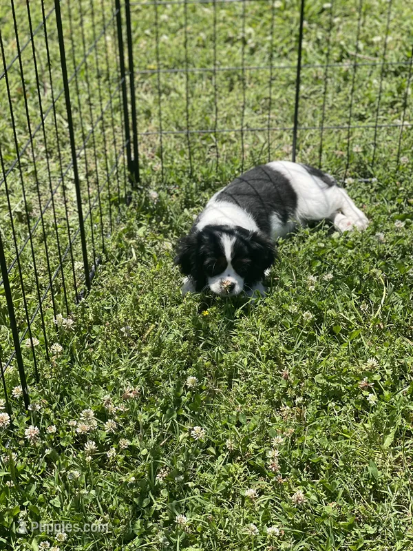 Puppy #4, a female Cavalier King Charles Spaniel for sale in Neodesha, KS – 1 of 2