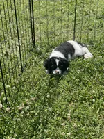 Puppy #4, a female Cavalier King Charles Spaniel for sale in Neodesha, KS – 1 of 2