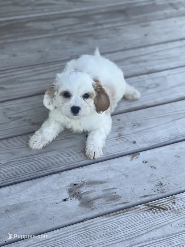 Puppy #25 – Cavapoo puppy for sale in Neodesha, KS