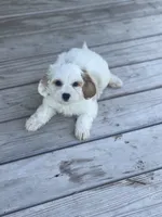 Puppy #25, a male Cavapoo for sale in Neodesha, KS – 1 of 6