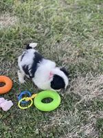Puppy #7, a male Japanese Chin for sale in Neodesha, KS – Photo 4 of 7