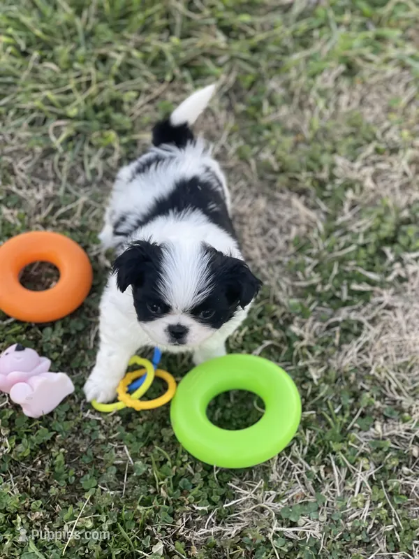 Puppy #7 – Japanese Chin puppy for sale in Neodesha, KS