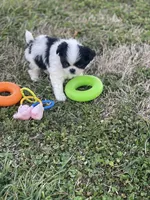 Puppy #7, a male Japanese Chin for sale in Neodesha, KS – Photo 6 of 7