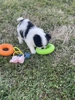 Puppy #7, a male Japanese Chin for sale in Neodesha, KS – Photo 7 of 7
