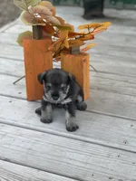 Puppy 46, a male Miniature Schnauzer for sale in Neodesha, KS – 5 of 5