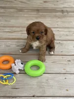 Puppy #20, a male Cavalier King Charles Spaniel for sale in Neodesha, KS – 4 of 5