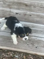 Puppy #32, a male Cavalier King Charles Spaniel for sale in Neodesha, KS – 5 of 5