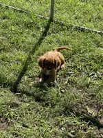 Puppy #21, a male Cavalier King Charles Spaniel for sale in Neodesha, KS – 4 of 5
